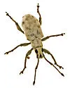 Sri Lanka Weevil - photo 4
