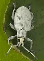 Sri Lanka Weevil - photo 5