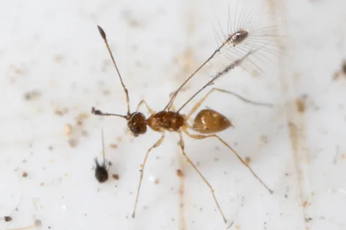 Mymar pulchellum