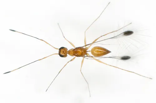 Mymar taprobanicum - Mymar taprobanicum