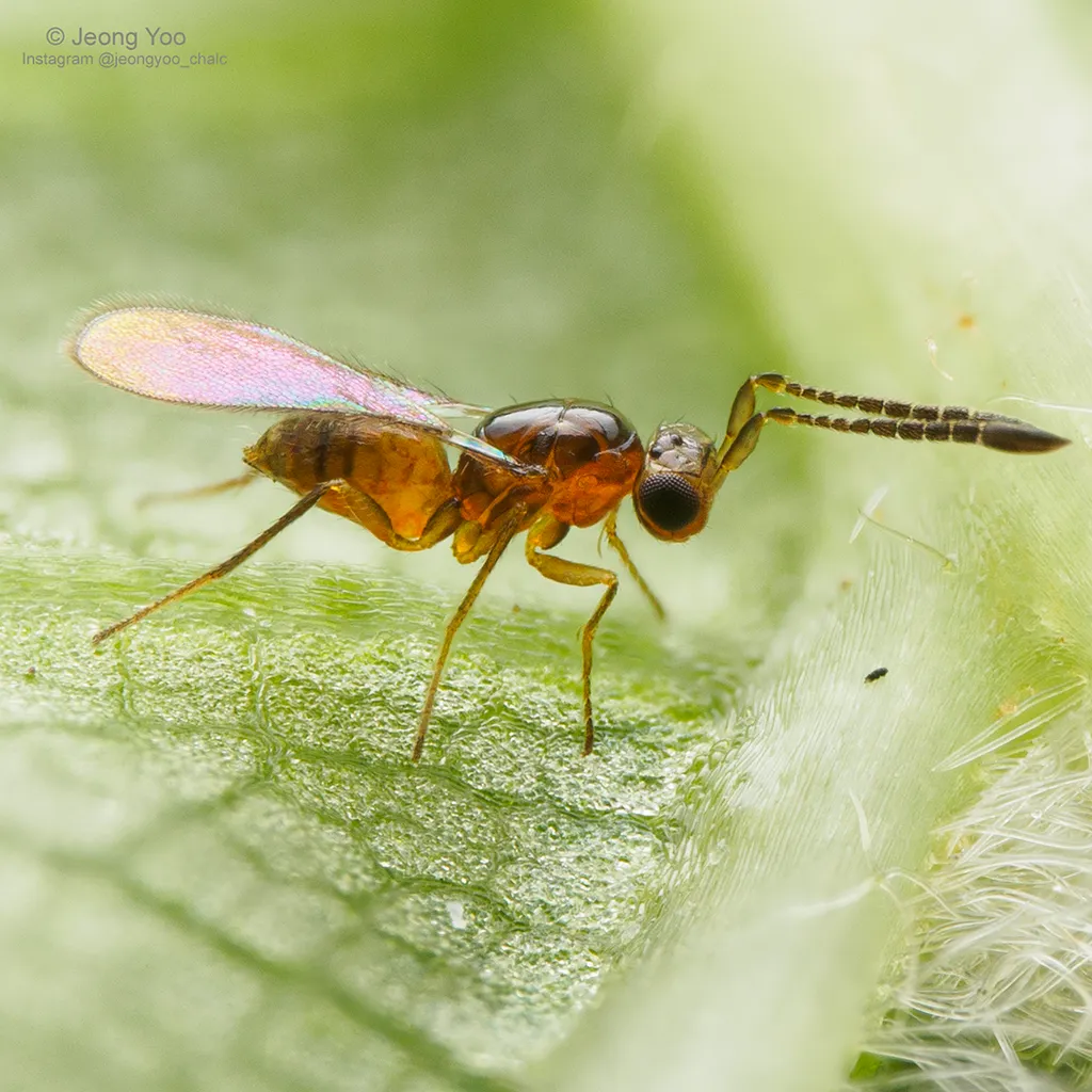 Fairy Wasps - photo 3