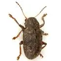 Southern Corn Leaf Beetle (cyphus-denticollis Complex)