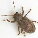 Southern Corn Leaf Beetle (cyphus-denticollis Complex) - photo 2