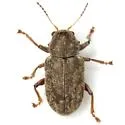 Southern Corn Leaf Beetle (cyphus-denticollis Complex) - photo 3