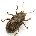 Southern Corn Leaf Beetle (cyphus-denticollis Complex) - photo 4