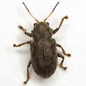 Southern Corn Leaf Beetle (cyphus-denticollis Complex) - photo 5