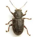Myochrous denticollis