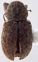 Myochrous floridanus