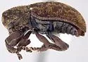 Myochrous floridanus - photo 2