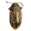 Myochrous intermedius