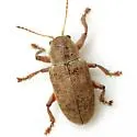 Myochrous magnus