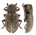 Myochrous squamosus - photo 3