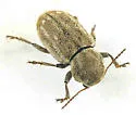 Myochrous squamosus - photo 4