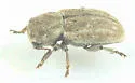 Myochrous squamosus - photo 5