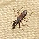 Banded Long-necked Seed Bug