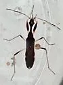 Banded Long-necked Seed Bug - photo 2