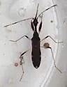 Banded Long-necked Seed Bug - photo 3