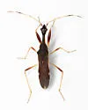 Banded Long-necked Seed Bug - photo 4