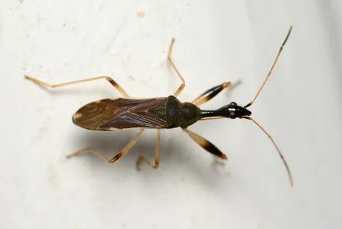 Long-necked Seed Bug - Myodocha serripes