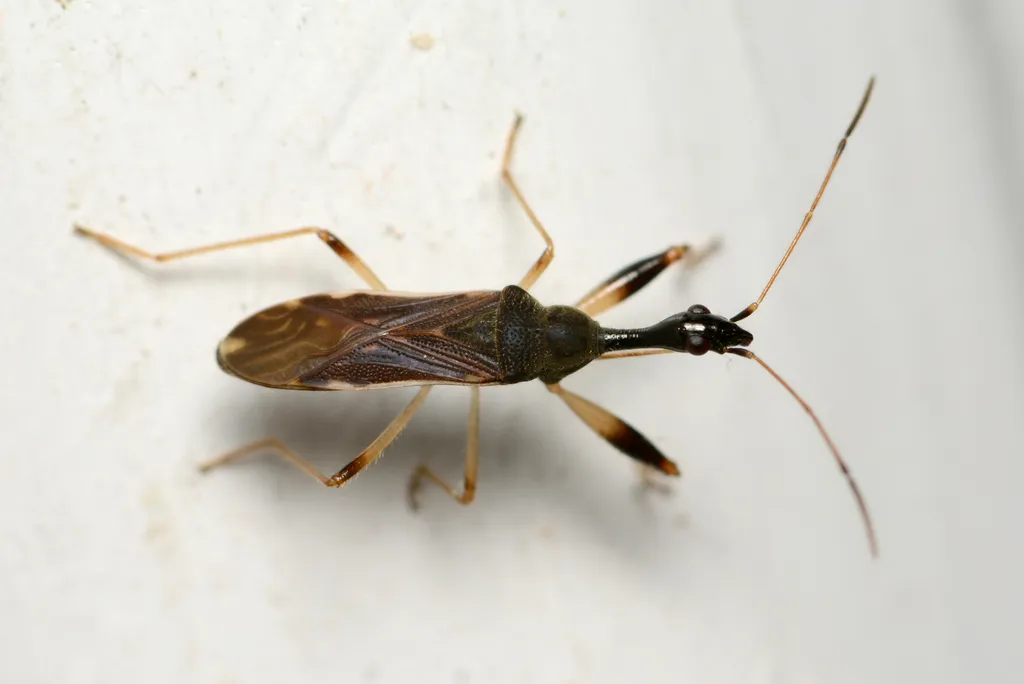 Long-necked Seed Bug - photo 2