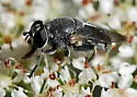Myolepta cornellia