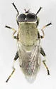 Myolepta cornellia - photo 2