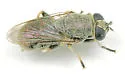 Myolepta cornellia - photo 3