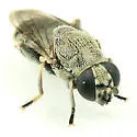 Myolepta cornellia - photo 4
