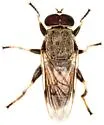 Myolepta cornellia - photo 5
