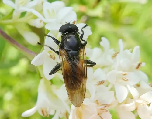 Myolepta dubia - photo 2
