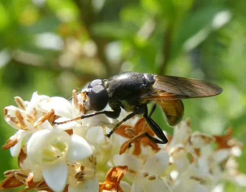 Myolepta dubia - photo 3
