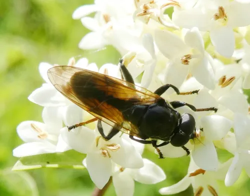 Myolepta dubia - photo 4