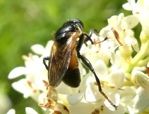 Myolepta dubia - photo 5