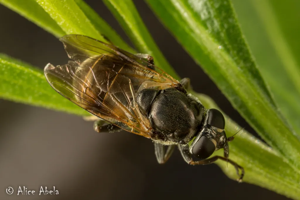 Myolepta lunulata - photo 2