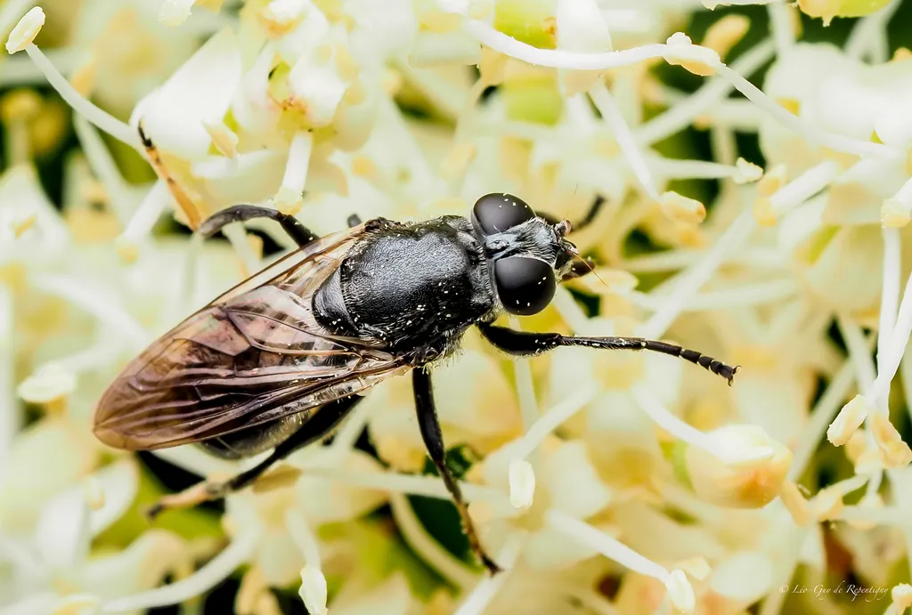 Myolepta nigra - photo 2