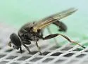Myolepta pretiosa - photo 4
