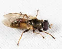 Myolepta pretiosa - photo 5