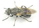 Myolepta strigilata