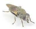 Myolepta strigilata - photo 2