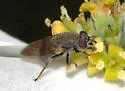 Myolepta strigilata - photo 3