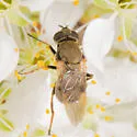 Myolepta strigilata - photo 5