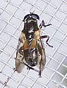 Myolepta varipes