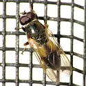 Myolepta varipes - photo 2