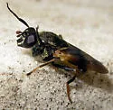 Myolepta varipes - photo 3