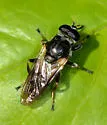 Myolepta varipes - photo 4