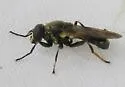 Myolepta varipes - photo 5