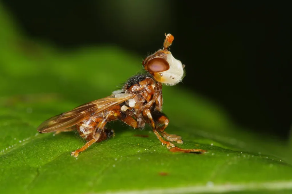 Myopa buccata - photo 2