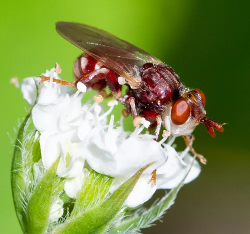 Myopa clausa