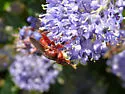 Myopa rubida - photo 2