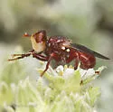 Myopa rubida - photo 3